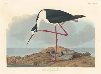 Steltkluut