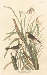 MacGillivray
