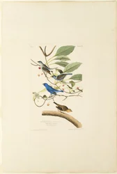 Mannelijke Indigo Vogel