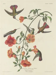 Mangrove Kolibrie