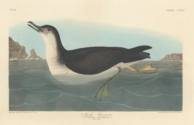 Manks Pijlstormvogel, 1836