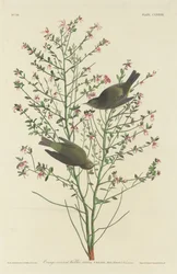 Oranjekroontje, 1833