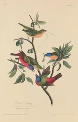 Schilderachtige Bunting, 1829