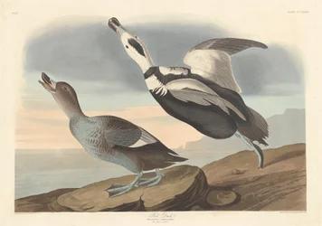 Bonte eend, 1836