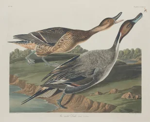 Pijlstaart, 1834.