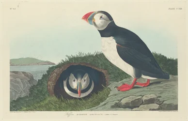 Papegaaiduiker, 1834