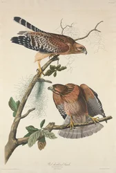Roodschouderhavik