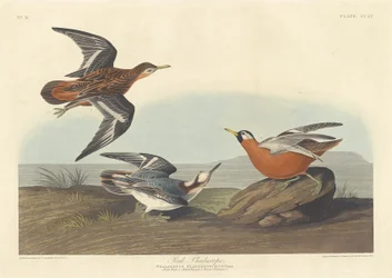 Rode Falarope, 1835