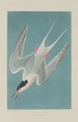 Roze Stern, 1835