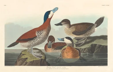 Ruddy Duck, 1836