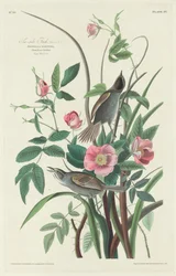 Zeezijde Vink