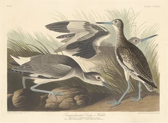 Halfgeplamde Snip of Willet