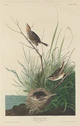 Spitsstaartvink, 1832.