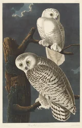 Sneeuwuil, 1831
