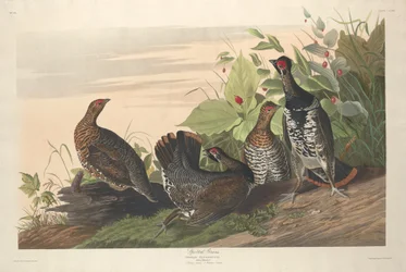 Gevlekte korhoen, 1833.