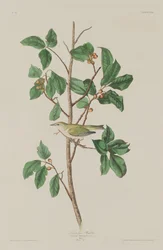 Tennessee-zanger, 1832