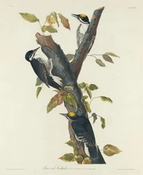Drieteenspecht, 1832