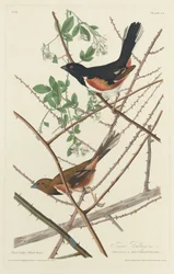 Towee Bunting, 1828
