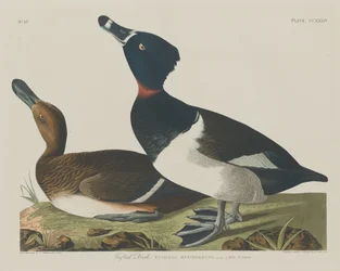Kuifeend, 1834