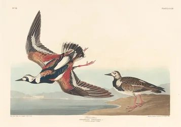 Steenloper, 1836