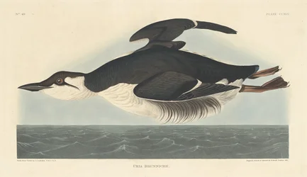 Uria Brunnichii, 1835