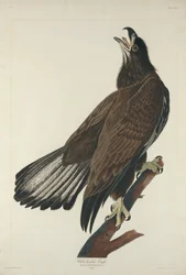 Witkoparend, 1832