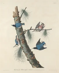 Witborstige Zwartkapboomklever, 1832