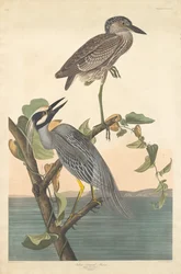 Geelkroonkraanvogel