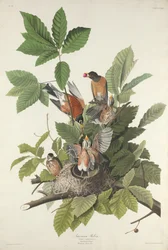 Amerikaanse roodborst