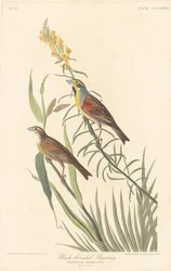 Zwartkeelgors