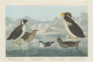 Zwartkeelzeekoet, Knobbelbekalk, Krulkuifalk en Gehoornde zeekoet