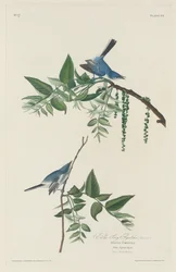 Blauw-grijze vliegenvanger