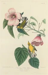 Blauwgevleugelde Gele Zanger