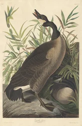 Canadese gans