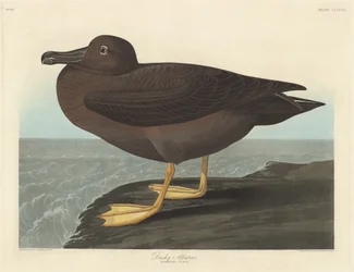 Donkere albatros