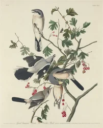 Grote Amerikaanse Klauwier of Slagersvogel