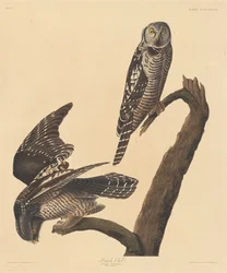 Havikuil