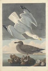 Zilvermeeuw