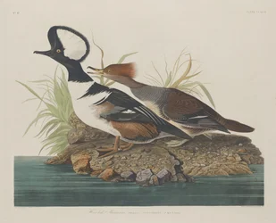Kaphoofd Merganser