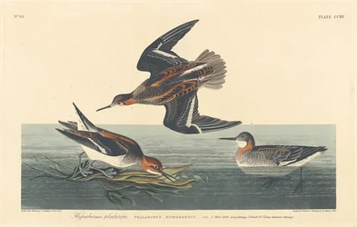 Hyperboreaanse Falarope
