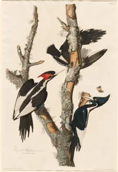 Ivory-billed specht