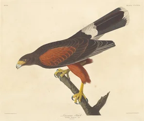 Louisiana Havik