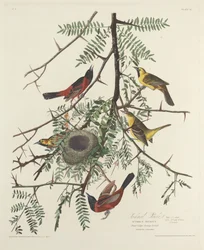 Boomgaard Oriole