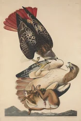 Roodstaartbuizerd