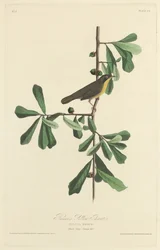 Roscoe
