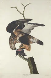 Ruigpootbuizerd