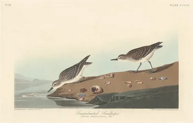 Halfpalmstrandloper