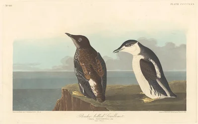Dunsnavelalk