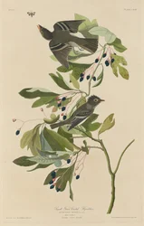 Kleine Groenkruin Vliegenvanger