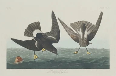 Stormvogel
